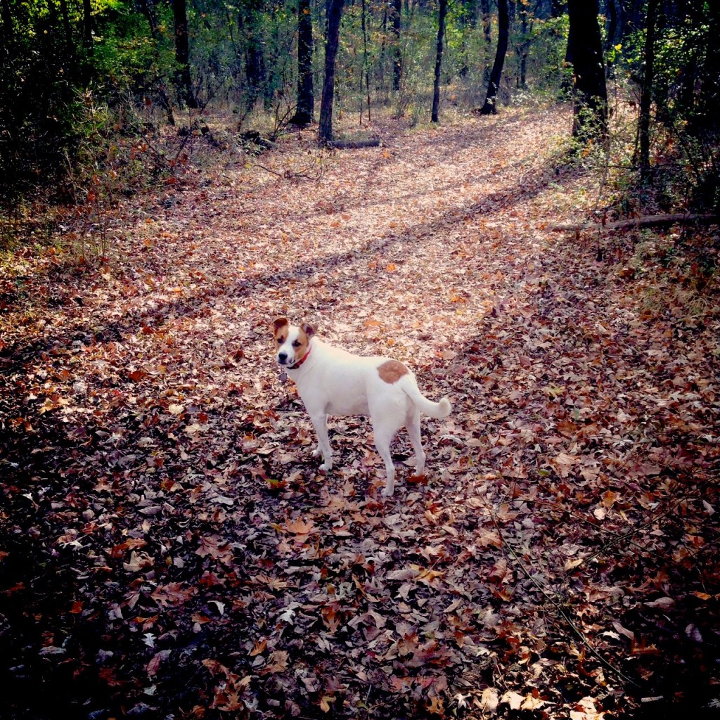 Shelby Bottoms Trails